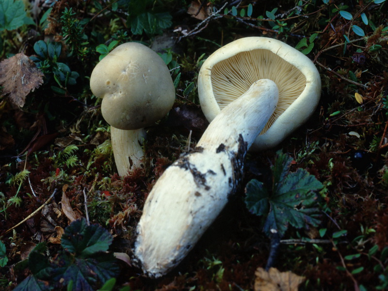 Proposta di studio di Tricholoma saponaceum